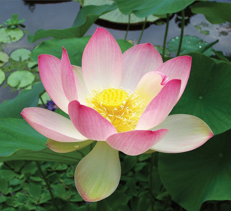 Padma Padam
